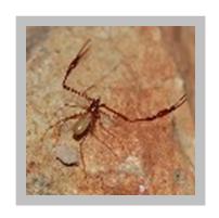  «Biologia na Noite» sobre biodiversidade de grutas e cavernas